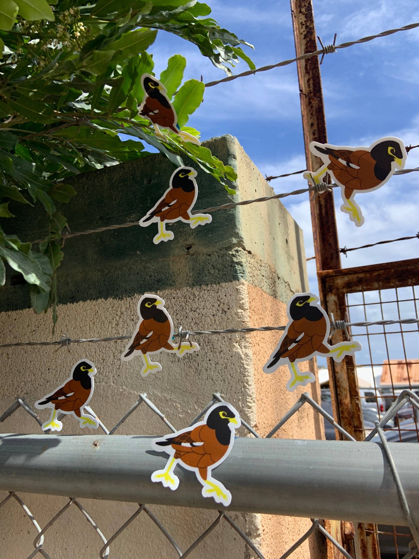 Myna Bird Stickers