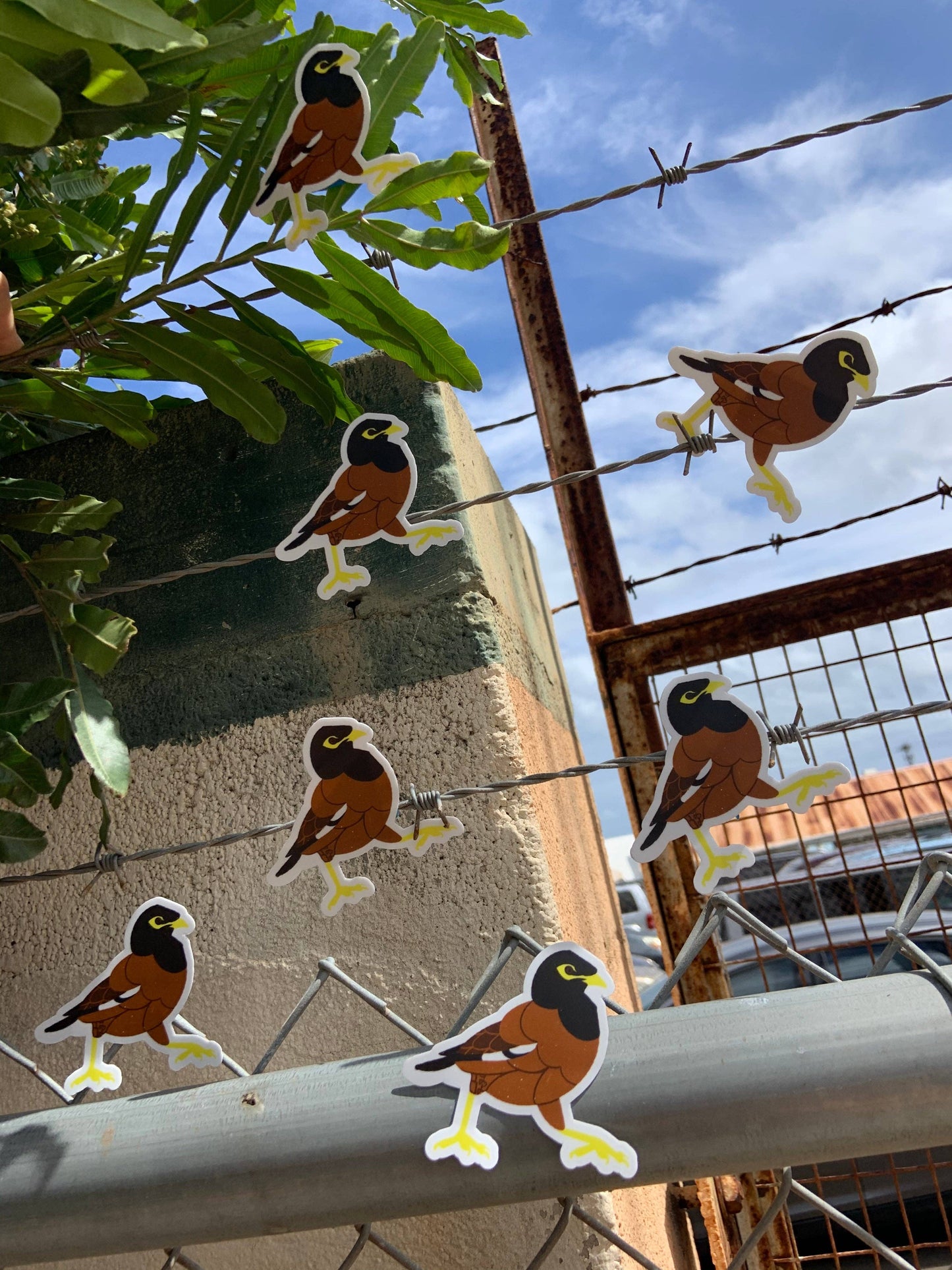 Myna Bird Stickers