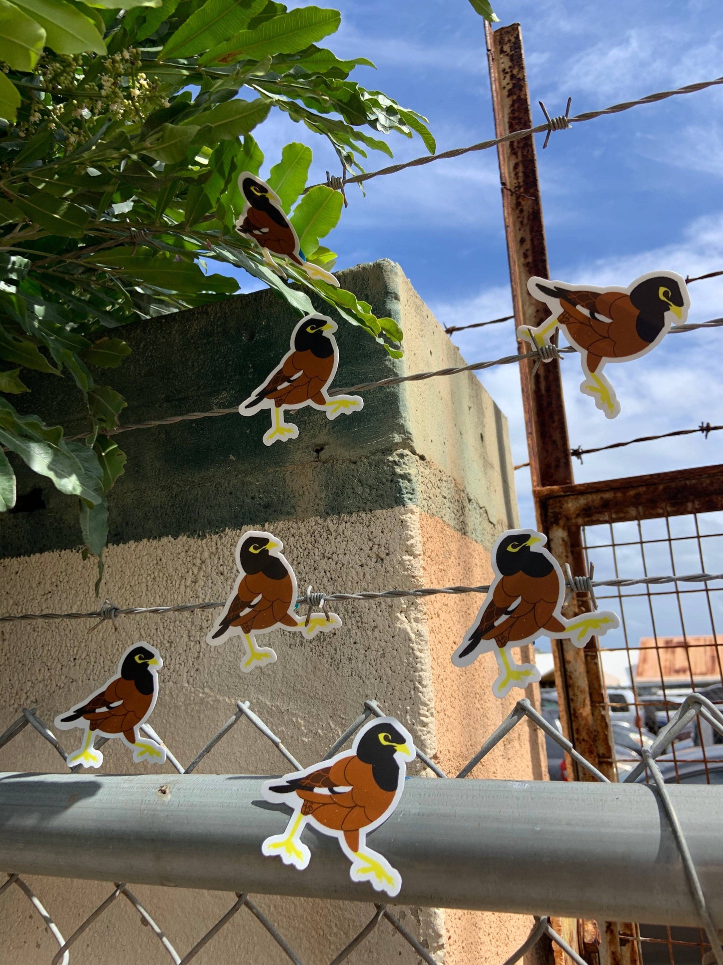 Myna Bird Stickers