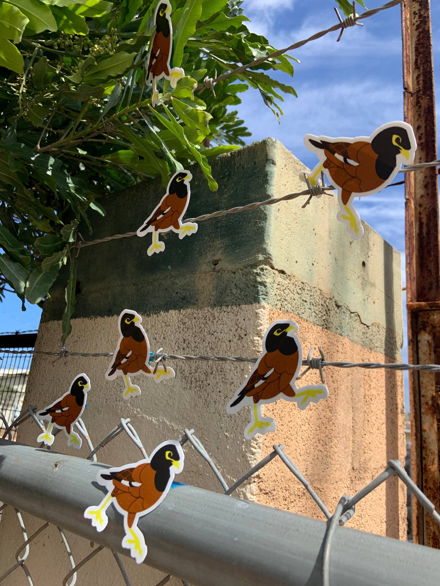 Myna Bird Stickers