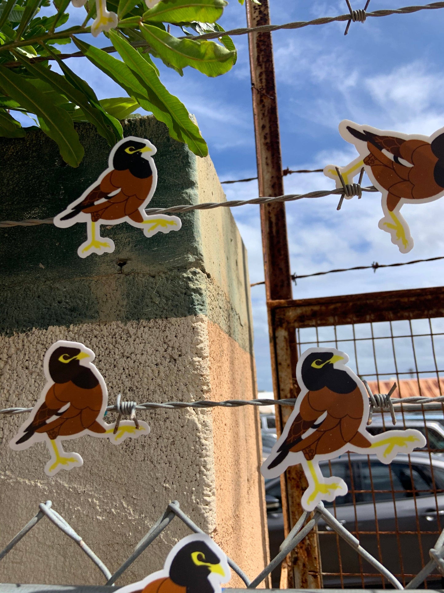 Myna Bird Stickers
