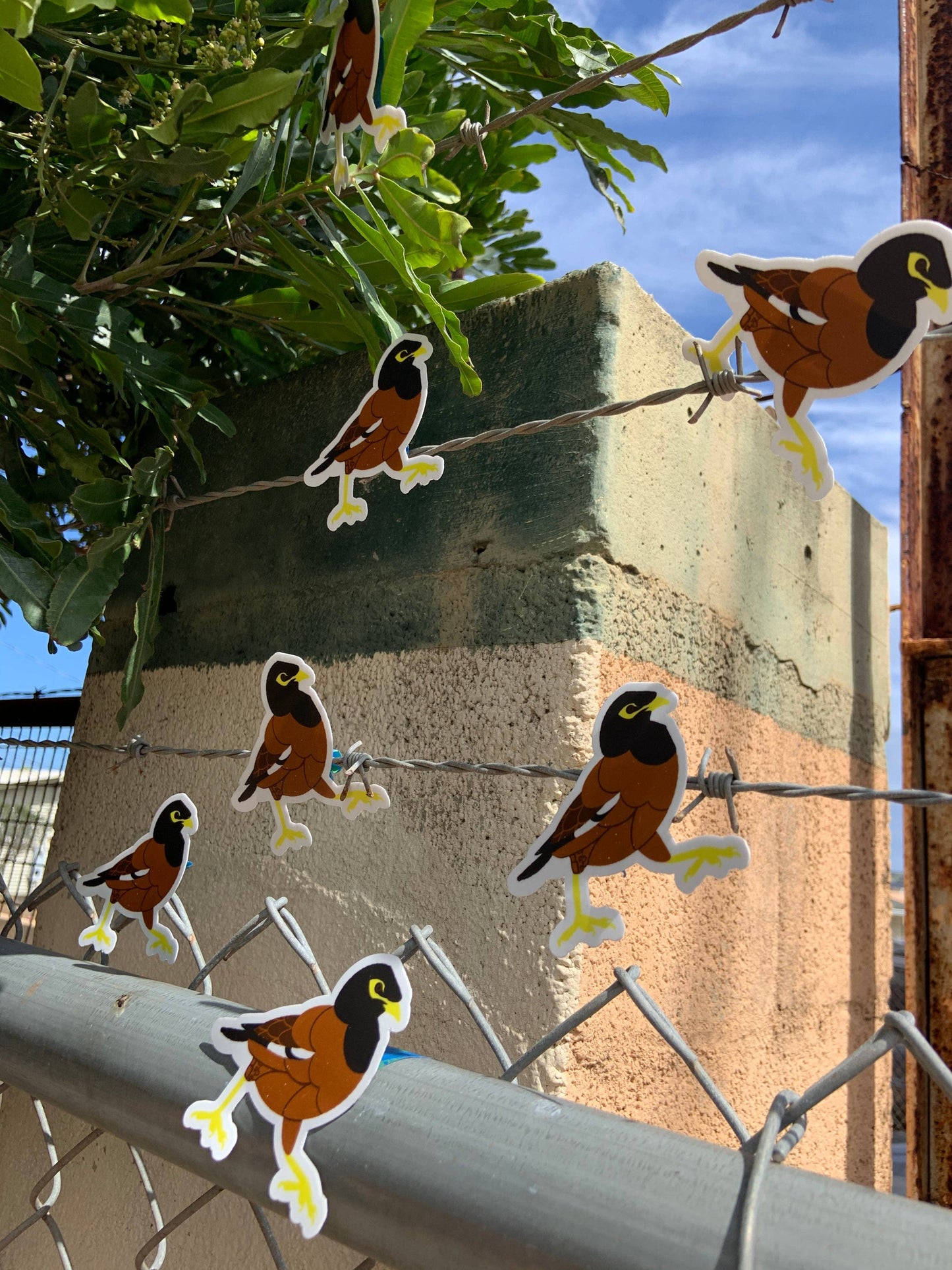 Myna Bird Stickers