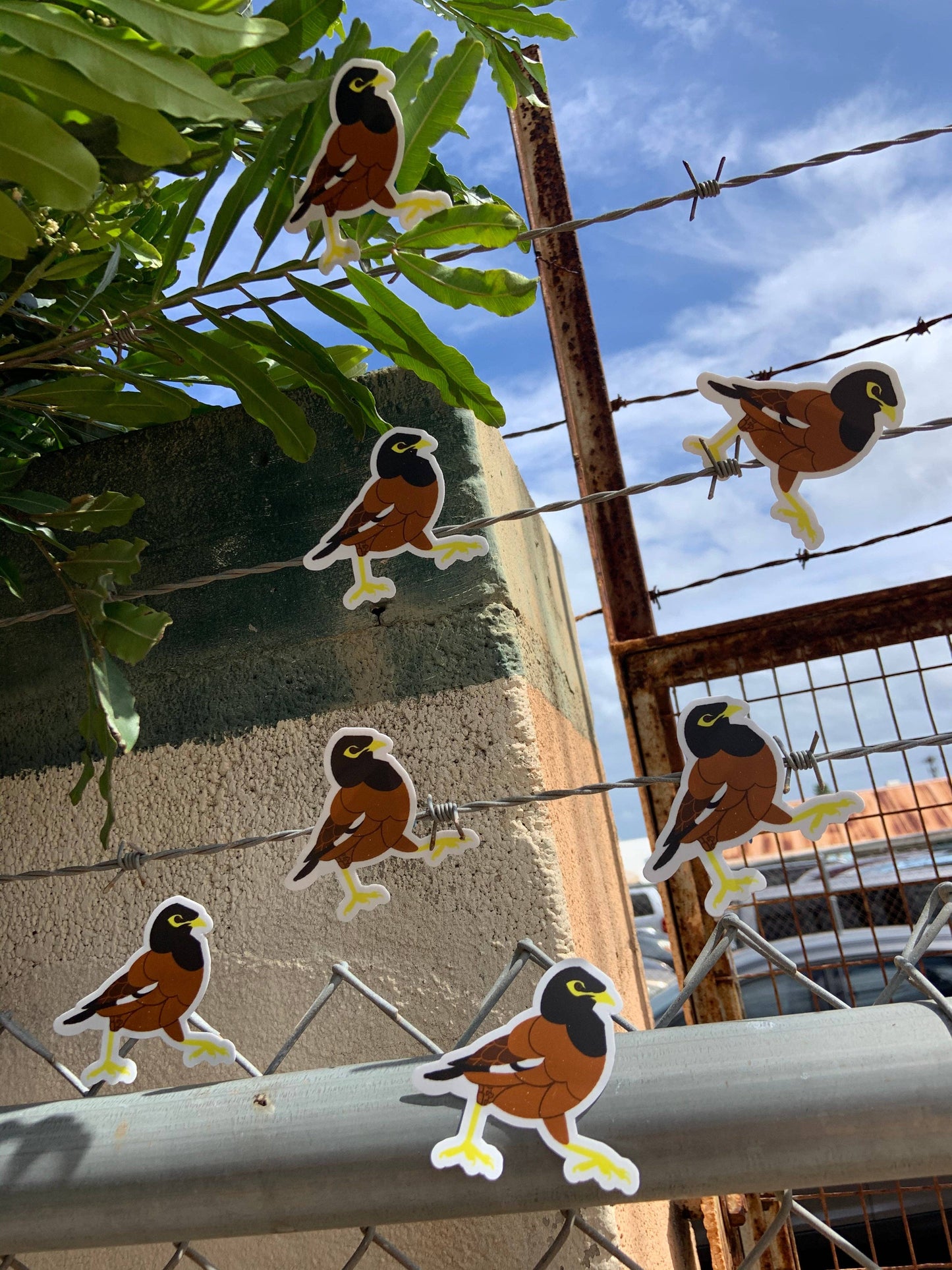 Myna Bird Stickers