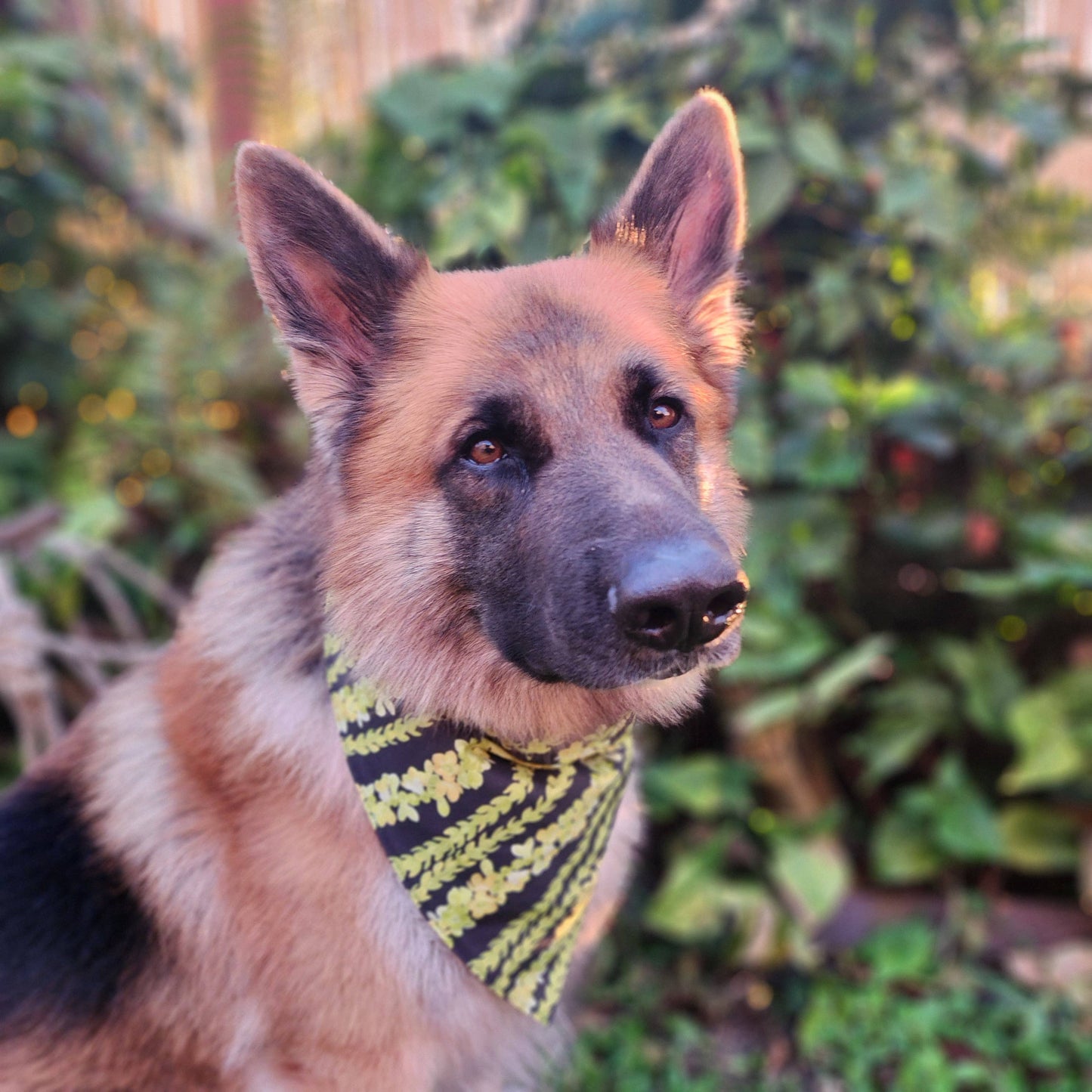 GigiWhy Pet Scrunch Bandana- Pakalana/ Ni'ihau lei