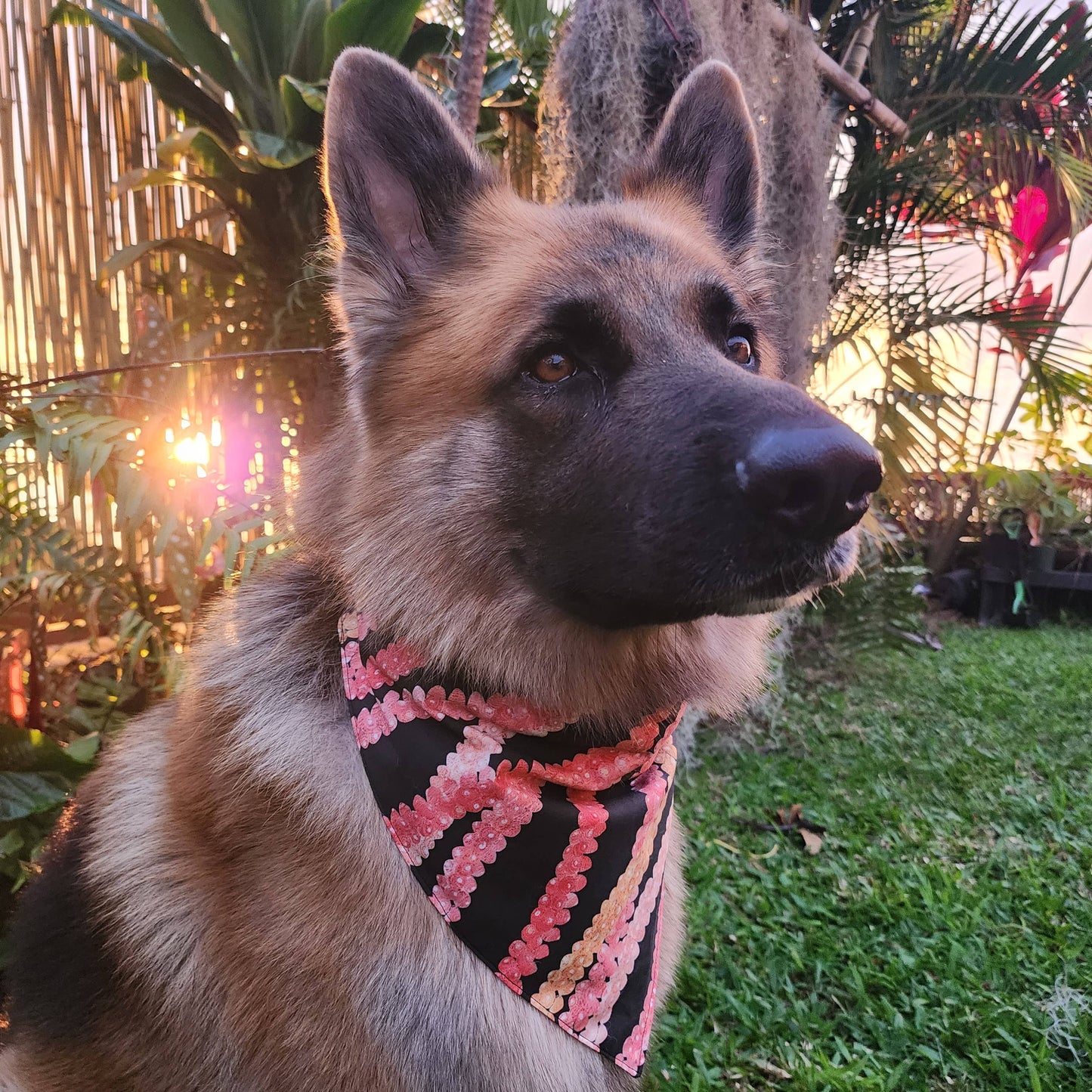 GigiWhy Pet Scrunch Bandana- Pakalana/ Ni'ihau lei