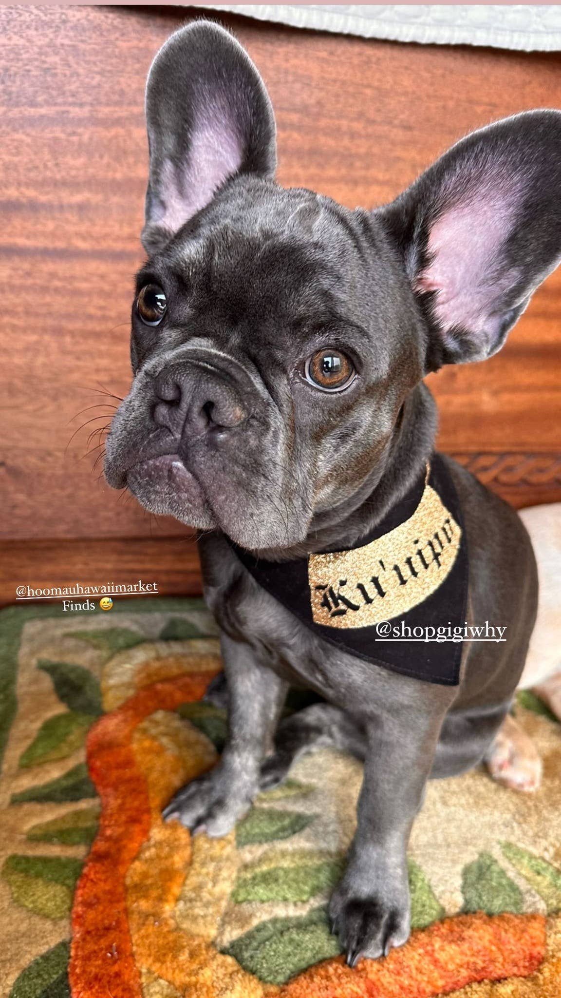 GigiWhy Pet Scrunch Bandana- Ku'uipo Necklace