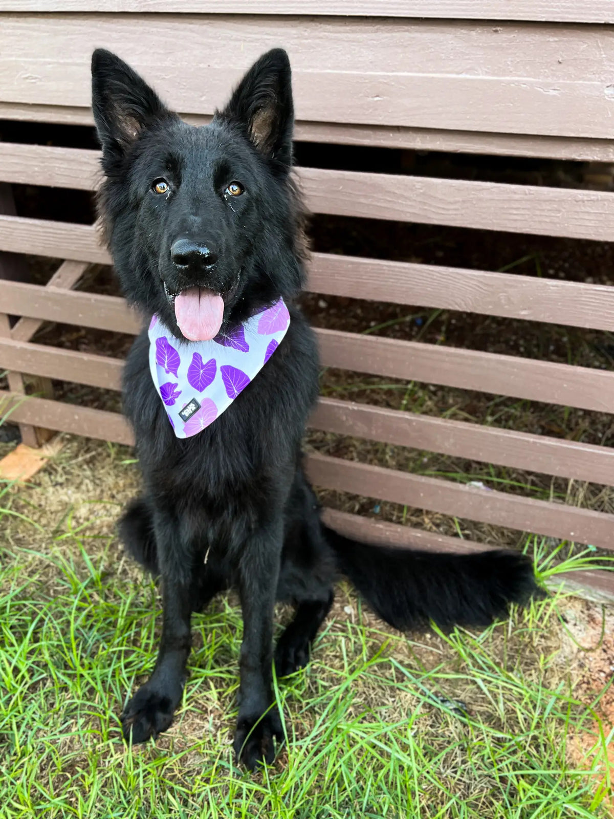 The Keiki Dept: Eha Pet: Hawaiian Pet Bandana Pink & Purple Kalo