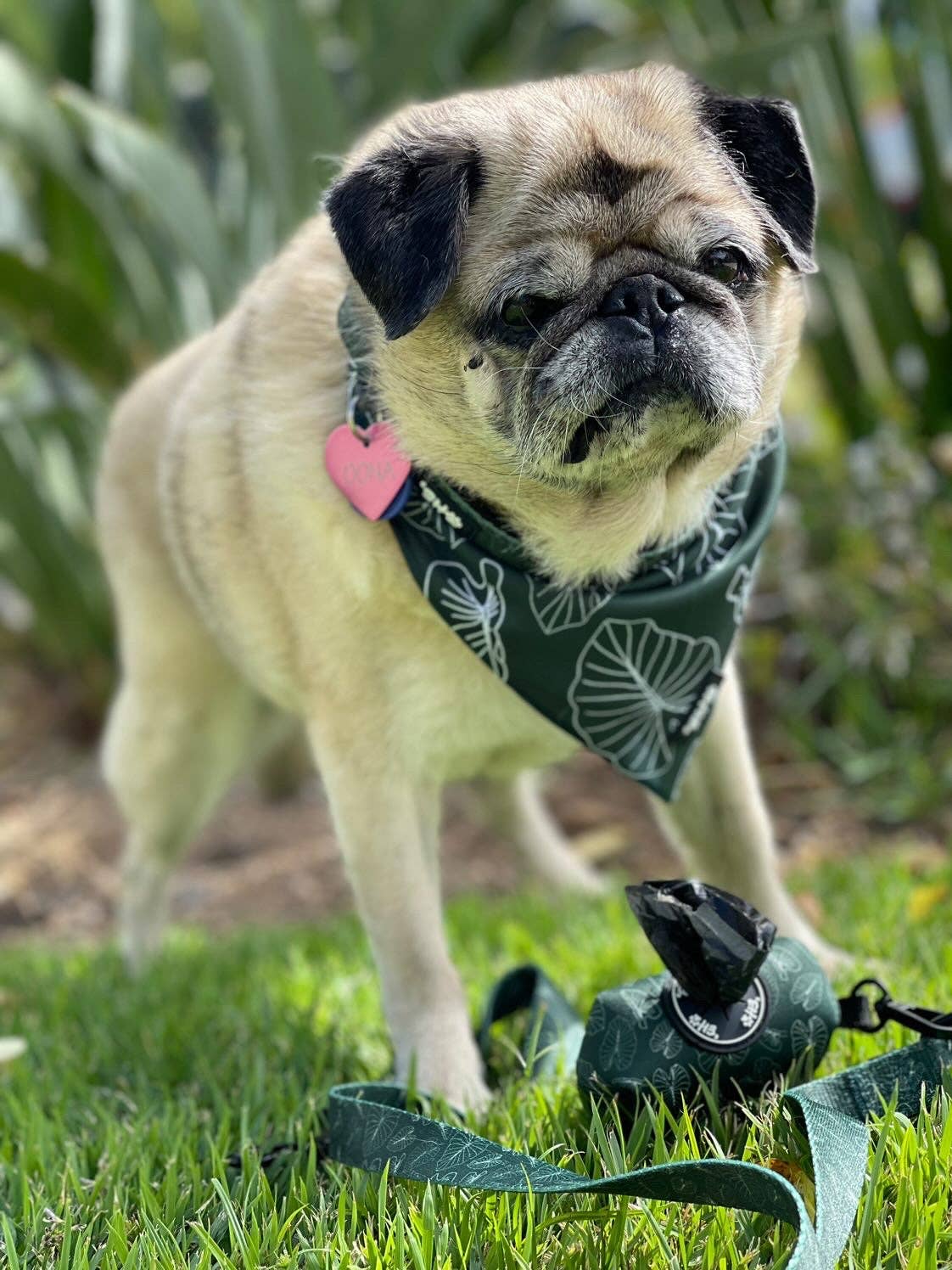 Hawaiian Pet Green Neke Fern Bandana