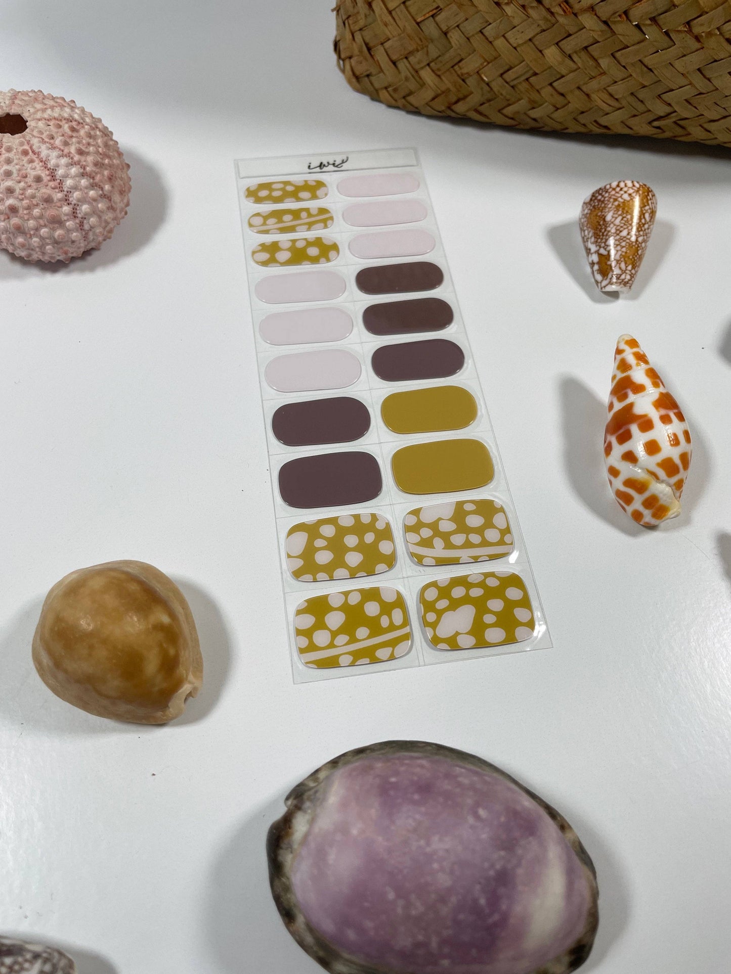 Pupu Hinuhinu Collection: Kuoho (Cowry)